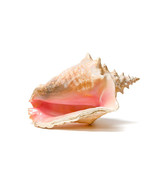 6" to 8"  NAUTICAL LARGE BAHAMA QUEEN PINK CONCH SEASHELL  HOME DECOR - €25,74 EUR