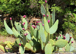 Rare Opuntia Engelmannii Exotic Linguiformis Angel&#39;s Wing Cactus Seed 150 Seeds - £15.72 GBP