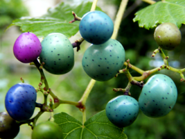 10 Seeds Variegated Porcelain Berry Vine Ampelopsis Elegans Peppervine Blue Prpl - £14.39 GBP