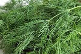 Dill Seed, Bouquet, Heirloom, Non GMO, 200 Seeds, Herb Fresh or Dried - £7.20 GBP