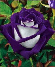 Purple white roses flower seeds -20 seeds -  codeA 370 Item image 2