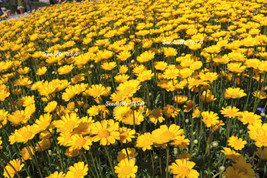 BStore 245 Seeds Yellow Daisy Chrysanthemum Multicaule Mini Marguerite FlowerA - £7.58 GBP