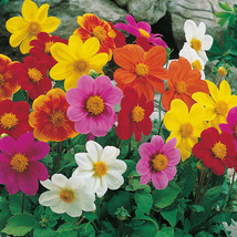 US Seller 25 Dahlia Piccolo Mix Easy To Grow Annual Hummingbird Magnet F... - £13.74 GBP