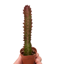 Succulent Euphorbia &#39;Trigona Rubra&#39;-6&quot; Pot - $947.74 MXN