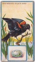 Cowan Co Toronto Bird Card Red Winged Black Bird  Canadian Series Coupon Removed - £3.88 GBP