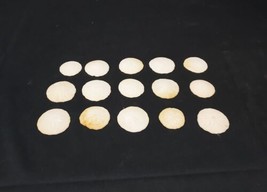 Old Lot of 15 Sand Dollar Sea Shell Shells Bisquit  - £14.90 GBP