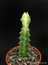 BPASTORE 4&quot;&quot; Mottled Spurge Euphorbia Lactea Elkhorn Dragon Bone Succule... - £17.14 GBP