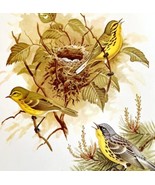 Prairie And Kirtland&#39;s Warblers 1957 Lithograph Bird Art Print John H Di... - £39.32 GBP