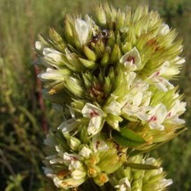 USA SELLER New 1000 White Prairie Clover Dalea Candida Flower Seeds - £11.13 GBP