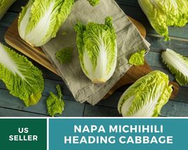100 Seeds Cabbage Napa Michihili Heading Heirloom Vegetable Seed Brassica rapa - $19.73