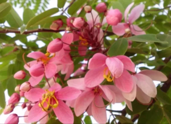 Cassia Javanica Subsp Nodosa Apple Blossom Cassia 10 Seeds Fresh Seeds - $19.90