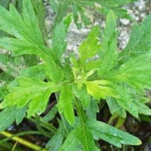 Best USA Seller 200 Japanese Mugwort Yomogi Seeds - £10.05 GBP