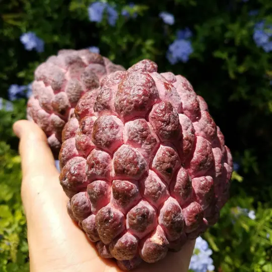  Fruit Tree: RED Sugar apple 10 to 24 Inches Live Plant - £78.93 GBP