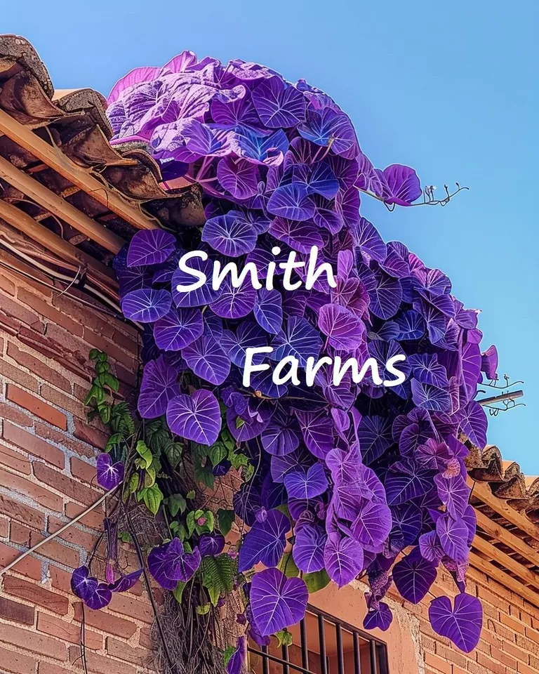 25 of Seeds Purple Velvet Plant Flowers (Gynura aurantiaca) - $5.98