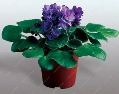 Mini Violet African Violet Garden Potted Plants Violet Flowers 50PCS Home Garden - £7.03 GBP