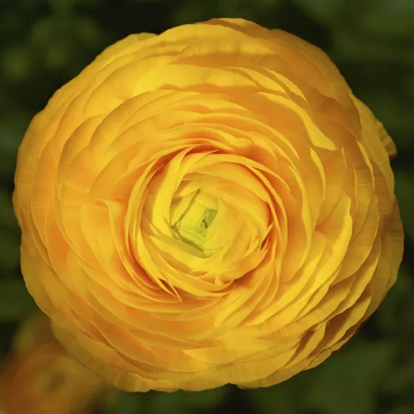 Ranunculus Seeds Magic Golden Yellow 25 Seeds Pelleted Seeds Fresh Garden - $17.50