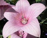 Balloon flower Platycodon Grandiflorus Rose/Pink 25 NON GMO Seeds - $6.82