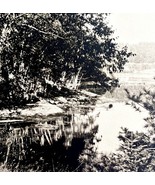 Birch Trees Damariscotta Maine 1924 Gravure Print Antique New England DWT8A - $34.50