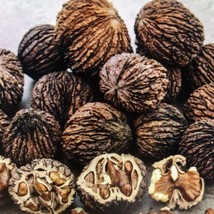 Black Walnuts Walnut Seed Nut In Shell Lot of 25 Twenty Five - £14.64 GBP