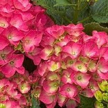 5 Paris Hydrangea Seeds Perennial Flowers Flower Garden Seed 1440 USA SELLER - £6.83 GBP