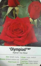 Olympiad Red Hybrid Tea Rose 5 Gal Bush Plant Plants Fine Roses Landscape - £93.00 GBP