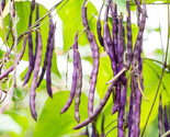 75 Royal Burgundy Bush Bean Seeds Fast Shipping - $8.99