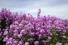 Dame&#39;s Rocket - Violet  Premium flower seeds  Beautiful Grown in USA 300 Seeds - £8.58 GBP