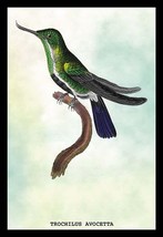 Hummingbird: Trochilus Avocetta by Sir William Jardine - Art Print - £17.29 GBP+