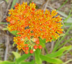50 Pc Seeds Asclepias Tuberosa Flower, Butterfly MilkWeed Seeds for Planting |RK - £20.07 GBP