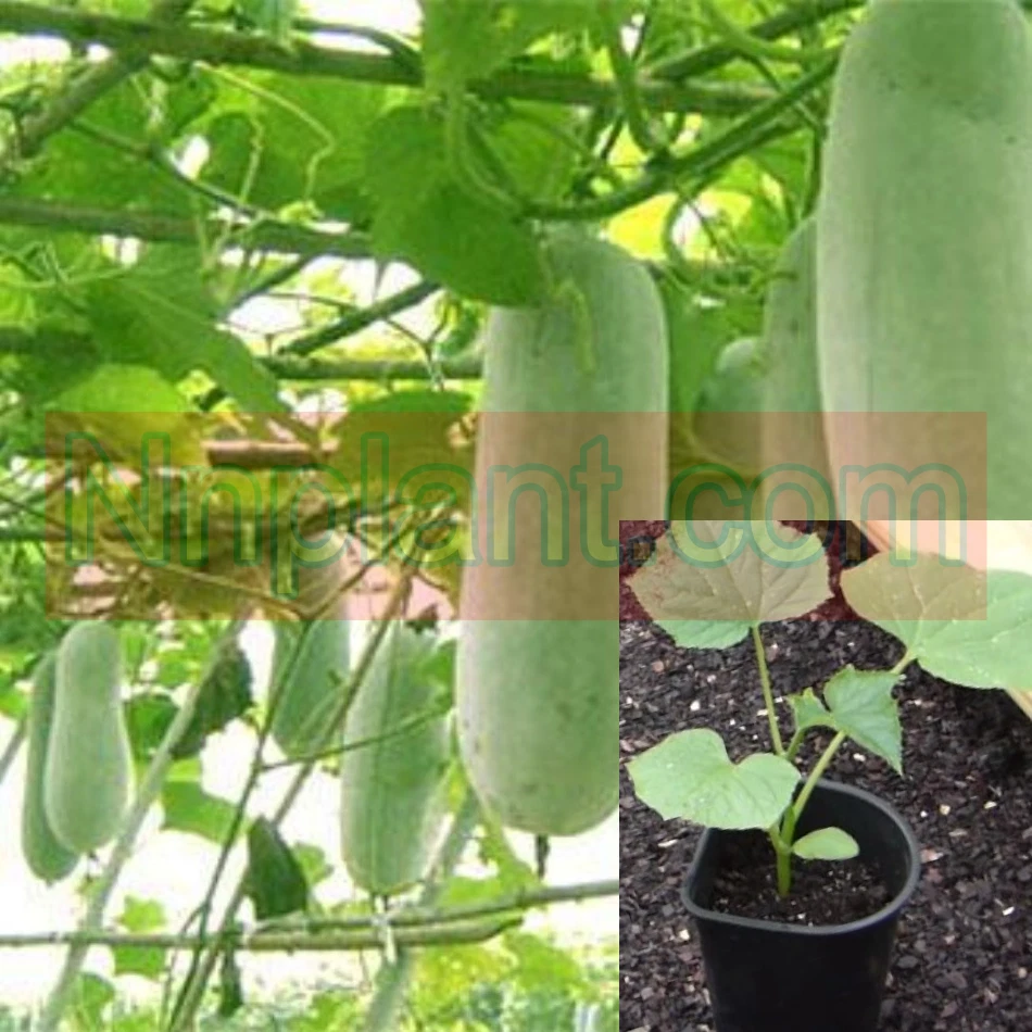 Small Wax Gourd Hybrid Thaimall 4Inches Pot Plant Benincasa Live plant Ht7 - $25.08