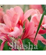 100Seeds Dwarf Bonsai Canna Lily Tropical Bronze Scarlet Foliage Seeds G... - €9,65 EUR