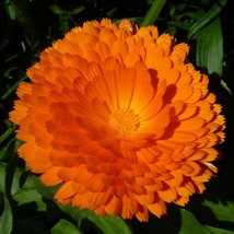 Calendula Officinalis Pacific Beauty Calendula Mix Seed New Fresh Seeds - £8.18 GBP