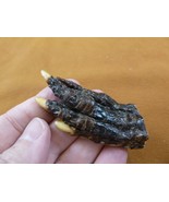(G630-159) SMALL 2-1/8&quot; Gator SM S FOOT PAW ALLIGATOR TAXIDERMY feet cla... - $12.99