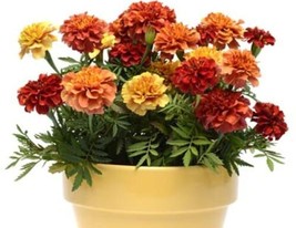 Marigold  Strawberry Blonde *  25    Multiple Colors On One Plant From US - £6.02 GBP