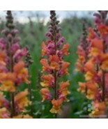 Fresh 1000 Opus Early Bronze Snapdragon Seeds for Garden - €9,41 EUR Fresh 1000 Opus Early Bronze Snapdragon Seeds for Garden - €9,41 EUR