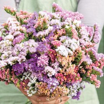 US Seller 50 Pacific Pastel Mix Statice Flower Seeds Fast Shipping - £10.21 GBP