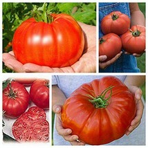 &#39;Gigantomo&#39; Tomato, 100 Seeds - £8.27 GBP