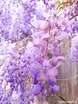 Purple Wisteria 6-12&quot; Pot - Fragrant Vines, Ideal for Trellis or Specimen Tree - £28.51 GBP