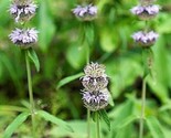 Sale 200 Seeds Purple Wood Mint Blephilia Ciliata Downy Pagoda Horsemint... - £7.89 GBP