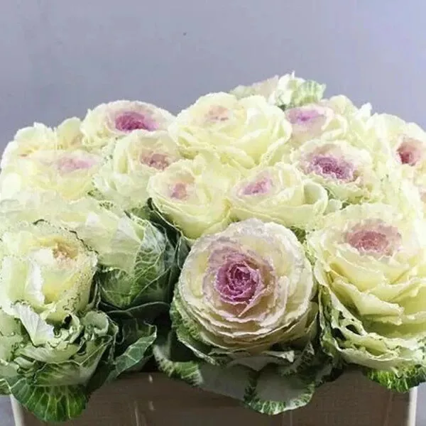 20 Condor White Ornamental Kale Seeds. USA Seeds. Organic - £5.77 GBP