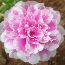 100  pcs Mixed Color Moss-Rose Purslane Double Flower Bonsai for Planting (Portu - £6.90 GBP