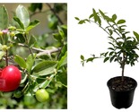 Top Seller - Barbados Cherry Plant - Malpighia emarginata - 4&quot; pot - £37.65 GBP