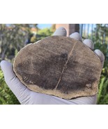 Petrified Wood Stone Decorative Crystal Slice (M15) - $460.77 MXN