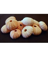 Three Pink Sea Urchins 0.75 - 2.25&quot; beach decor wedding air plants coast... - $16.40 CAD