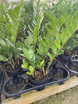 ZZ Plant, Zamioculcas zamiifolia 6&quot; Pot, Healthy aroid Palm, Eternity Plant - £29.40 GBP