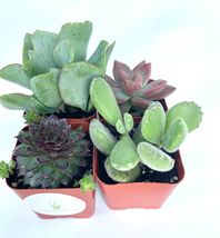 Plants Collection of 4 Live Succulent Fully Rooted Succulent Plants in Pots - £31.89 GBP
