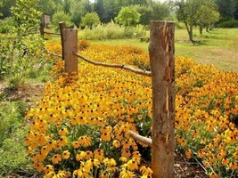 FA Store 1/2 Oz Black Eyed Susan Seeds Perennial Native Wildflower Drought Heat  - £11.87 GBP