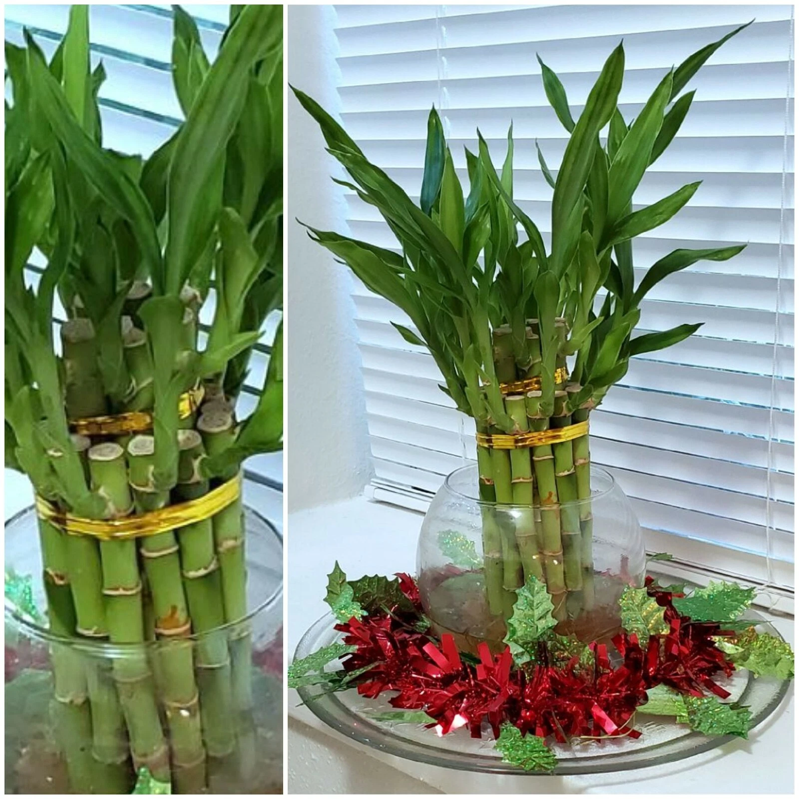 8&quot; Lucky Bamboo 6 Healthy Plants, Gift, Feng Shui, Water Plant, - $33.88