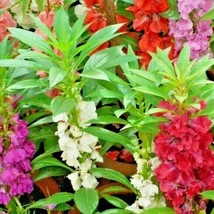 201+Balsam Camellia Mix Flower Seeds Impatiens Shade Garden Patio Contai... - $8.99