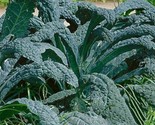 250 Black Tuscan Kale Seeds Dinosaur Kale Lacinato Kale Fast Shipping Fa... - $8.99